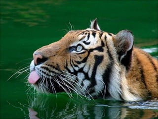 Just water