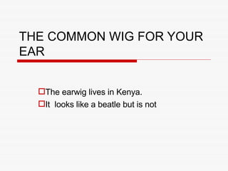 THE COMMON WIG FOR YOUR EAR The earwig lives in Kenya. It  looks like a beatle but is not 