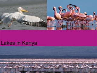 Lakes in Kenya 