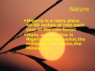Nature Nigeria is a rainy place 40-60 inches of rain each year in the rain forest  Many animals live in Nigeria like the jackal,the millipede, the gecko,the honey bee.   