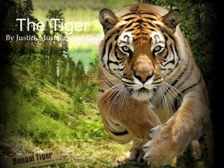 The Tiger
By Justin, Mustafa, And Colin
 