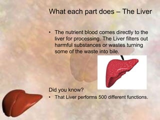 What each part does – The LiverThe nutrient blood comes directly to the liver for processing. The Liver filters out harmful substances or wastes turning some of the waste into bile.Did you know?That Liver performs 500 different functions.