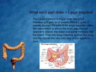 What each part does – Large IntestineThe Large Intestine is bigger than the small intestine and gets rid of waste. Before it goes, it passes through the part of the large intestine called the colon which is where the body gets the last chance to adsorb the water and some minerals into the blood. Then the large intestine pushes the poop into the rectum the very last stop of the digestive tract.