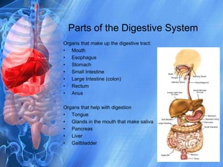 Parts of the Digestive SystemOrgans that make up the digestive tract: MouthEsophagusStomachSmall IntestineLarge Intestine (colon)RectumAnusOrgans that help with digestion TongueGlands in the mouth that make salivaPancreasLiverGallbladder