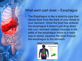 What each part does – EsophagusThe Esophagus is like a stretchy pipe that moves food from the back of your throat to your stomach. Once the food has entered  the esophagus it doesn't just drop down into your stomach instead muscles in the walls of the esophagus move in a wavy way to slowly squeeze the food through the esophagus to the stomach.  
