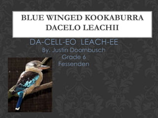 BLUE WINGED KOOKABURRA
     DACELO LEACHII
 DA-CELL-EO LEACH-EE
   By. Justin Doornbusch
          Grade 6
         Fessenden
 