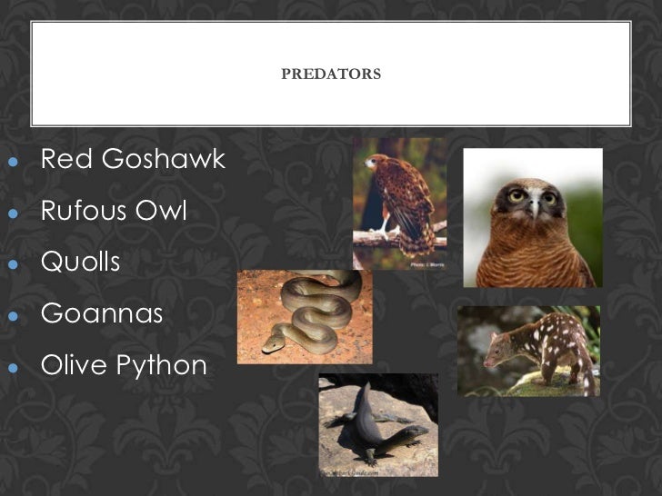 Justin doornbusch blue winged kookaburra