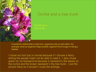 A symbiotic relationship is when two  organisms rely on each other. For example, when an organism helps another organism from hunger or being a habitat. I chose my font just in normal because if I choose a fancy writing the people might not be able to read it . I also chose green for my background because it represent’s the leaves on the orchid and the brown represent’s the tree trunk . I put the picture there so it wouldn’t cover the writings. Orchid and a tree trunk Orchid on a  tree trunk. 