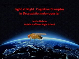 Light at Night: Cognitive Disrupter
Light at Night: Cognitive Disruptor
in Drosophila melanogaster
Justin Nelson
Dublin Coffman High School
 