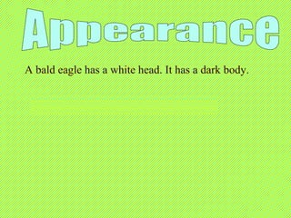 A bald eagle has a white head. It has a dark body.
 