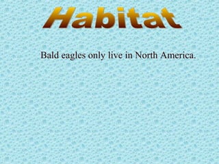 Bald eagles only live in North America.
 