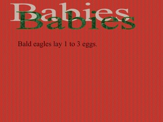 Bald eagles lay 1 to 3 eggs.
 