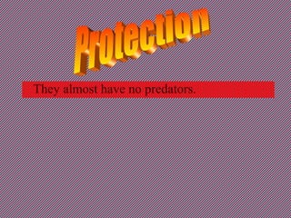 They almost have no predators.
 