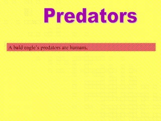 A bald eagle’s predators are humans.
 