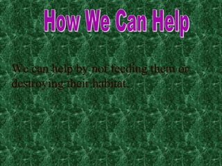 We can help by not feeding them or
destroying their habitat.
 