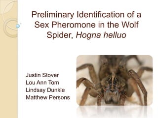 Preliminary Identification of a
  Sex Pheromone in the Wolf
     Spider, Hogna helluo



Justin Stover
Lou Ann Tom
Lindsay Dunkle
Matthew Persons
 