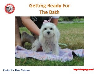 Photos by River Johnson http://botydogs.com/