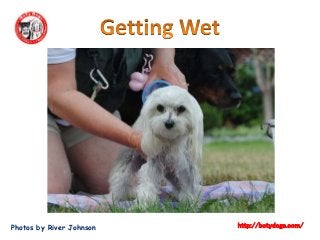 Photos by River Johnson http://botydogs.com/