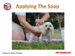 Photos by River Johnson http://botydogs.com/