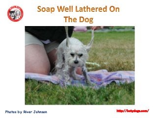 Photos by River Johnson http://botydogs.com/