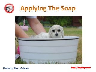 Photos by River Johnson http://botydogs.com/