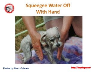 Photos by River Johnson http://botydogs.com/