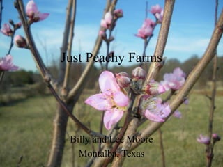 Just Peachy Farms
Billy and Lee Moore
Montalba, Texas
 