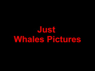 Just  Whales Pictures 
