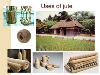 use of jute fibre