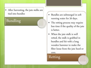 • After harvesting, the jute stalks are
tied into bundles
Bundling
• Bundles are submerged in soft
running water for 20 days.
• The retting process may require
less time if the quality of the jute
is better.
• When the jute stalk is well
retted, the stalk is grabbed in
bundles and hit with a long
wooden hammer to make the
fiber loose from the jute hurd or
core.
Retting
 