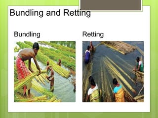 Bundling and Retting
Bundling Retting
 