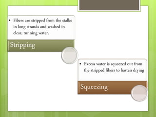 • Fibers are stripped from the stalks
in long strands and washed in
clear, running water.
Stripping
• Excess water is squeezed out from
the stripped fibers to hasten drying
Squeezing
 