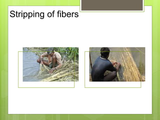 Stripping of fibers
 