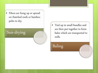 • Fibers are hung up or spread
on thatched roofs or bamboo
poles to dry.
Sun-drying
• Tied up in small bundles and
are then put together to form
bales which are transported to
mills
Baling
 