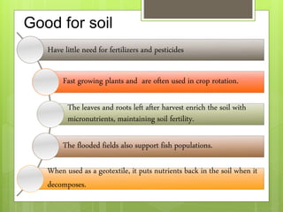 Good for soil
Have little need for fertilizers and pesticides
Fast growing plants and are often used in crop rotation.
The leaves and roots left after harvest enrich the soil with
micronutrients, maintaining soil fertility.
The flooded fields also support fish populations.
When used as a geotextile, it puts nutrients back in the soil when it
decomposes.
 