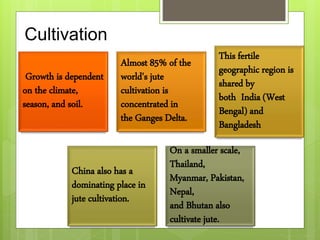 Growth is dependent
on the climate,
season, and soil.
Almost 85% of the
world's jute
cultivation is
concentrated in
the Ganges Delta.
This fertile
geographic region is
shared by
both India (West
Bengal) and
Bangladesh
China also has a
dominating place in
jute cultivation.
On a smaller scale,
Thailand,
Myanmar, Pakistan,
Nepal,
and Bhutan also
cultivate jute.
Cultivation
 