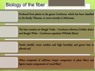 Biology of the fiber
Produced from plants in the genus Corchorus, which has been classified
in the family Tiliaceae, or more recently in Malvaceae
The best varieties are Bangla Tosha - Corchorus olitorius (Golden shine)
and Bangla White - Corchorus capsularis (Whitish Shine)
Needs rainfall, warm weather and high humidity and grows best in
alluvial soil
Fibers composed of cellulose (major component of plant fiber) and
lignin (major components of wood fiber)
 