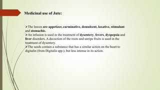 Medicinal use of Jute:
The leaves are appetizer, carminative, demulcent, laxative, stimulant
and stomachic.
An infusion is used in the treatment of dysentery, fevers, dyspepsia and
liver disorders. A decoction of the roots and unripe fruits is used in the
treatment of dysentery.
The seeds contain a substance that has a similar action on the heart to
digitalin (from Digitalis spp.), but less intense in its action.
 