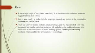 Uses :
 It has a large range of use (about 1000 uses). It is listed as the second most important
vegetable fibre after cotton.
 Jute is used chiefly to make cloth for wrapping bales of raw cotton, in the preparation
of sacks and coarse cloth.
 They are also woven into curtains, chair coverings, carpets, Hessian cloth very fine
threads of jute can be made into imitation silk and also in the making of paper. It is
even used in the manufacture of tows, padding splints, filtering and straining
medium. Jute is used for the preparation of coarse bags.
 