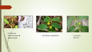 Corchorus
olitorius fruit &
seeds of jute
Corchorus
olitorius
Corchorus capsularis
 