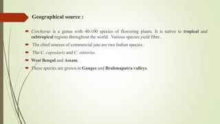 Geographical source :
 Corchorus is a genus with 40-100 species of flowering plants. It is native to tropical and
subtropical regions throughout the world. Various species yield fibre .
 The chief sources of commercial jute are two Indian species :
 The C. capsularis and C. otitorius.
 West Bengal and Assam.
 These species are grown in Ganges and Brahmaputra valleys.
 