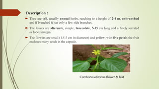 Description :
 They are tall, usually annual herbs, reaching to a height of 2-4 m, unbranched
and if branched it has only a few side branches.
 The leaves are alternate, simple, lanceolate, 5-15 cm long and a finely serrated
or lobed margin.
 The flowers are small (1.5-3 cm in diameter) and yellow, with five petals the fruit
encloses many seeds in the capsule.
Corchorus olitorius flower & leaf
 