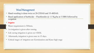 Weed Management
• Hand weeding is done twice at 20-25DAS and 35-40DAS.
• Basal application of herbicide – Fluchloralin @ 1.5 Kg/ha at 3 DBS followed by
irrigation
• Irrigation
• Water requirement is 500mm.
• 1st irrigation is given after sowing.
• Life saving irrigation is given on 4 DAS.
• Afterwards, irrigation is given once in 15 days.
• Critical stages of irrigation are Germination and Knee high stage
 