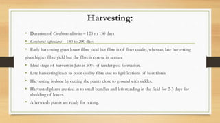 Harvesting:
• Duration of Corchorus olitorius – 120 to 150 days
• Corchorus capsularis – 180 to 200 days
• Early harvesting gives lower fibre yield but fibre is of finer quality, whereas, late harvesting
gives higher fibre yield but the fibre is coarse in texture
• Ideal stage of harvest in Jute is 50% of tender pod formation.
• Late harvesting leads to poor quality fibre due to lignifications of bast fibres
• Harvesting is done by cutting the plants close to ground with sickles.
• Harvested plants are tied in to small bundles and left standing in the field for 2-3 days for
shedding of leaves.
• Afterwards plants are ready for retting.
 