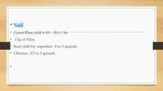 • Yield
• Green Plant yield is 45 – 50 t / ha
• 13q of Fibre
• Seed yield for capsularis 4 to 5 quintals
• Olitorius 2.5 to 3 quintals
•
 