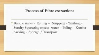 Process of Fibre extraction:
• Bundle stalks - Retting -- Stripping - Washing -
Sundry Squeezing excess water – Baling - Kutcha
packing - Storage / Transport
 