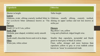 Capsularis Olitorius
Shorter in height
Leaves
Glabrous, ovate -oblong coarsely toothed bitter in
test (corchorin bitter substance) known as ‘Tita
Pat’
Flowers
Small, 0.3 to 0.5 cm, yellow
Seed / Pod
Globular, pear shaped, wrinkled, rarely smooth
Seeds
Seeds small, chocolate brown and oval in shape.
Fibre
White jute, white colour
Taller height
Glabrous, usually oblong, coarsely toothed,
shining on upper surface and test less known as
mitha pat
Flowers
Big about 1 cm, yellow
Long and cylindrical, ridgcd length wise.
Smaller than capsularis, pyramidal and bluish
green to steel grey or black in colour.
Finer, softer, stronger and more lustrous than
capsularis yellow to grey or even reddish colour
known as ‘tossa’ in commercial trade
 