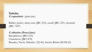 Varieties
C.capsularis : (pitta jute)
Baldev, Jaydev, sabuj sona (JRC-212), sonali (JRC-321), shyamali
(JRC-7447)
C.olitorius (Tossa Jute)
Baisakhitosa (JRO-632)
Chaitalitosa (JRO-878)
Basudev, Navin, Mahadev (TJ-40), Savitri, Rebati (KOM-62)
 