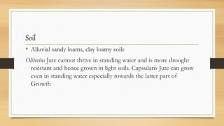 Soil
• Alluvial sandy loams, clay loamy soils
Olitorius Jute cannot thrive in standing water and is more drought
resistant and hence grown in light soils. Capsularis Jute can grow
even in standing water especially towards the latter part of
Growth
 