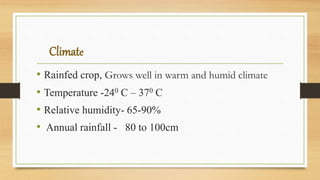 Climate
• Rainfed crop, Grows well in warm and humid climate
• Temperature -240 C – 370 C
• Relative humidity- 65-90%
• Annual rainfall - 80 to 100cm
 